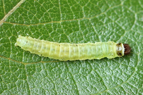 Variegated Golden Tortrix, photo 3 of 9