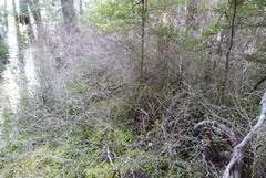 Neomyrtus pedunculata