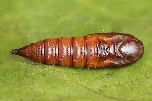 Variegated Golden Tortrix, photo 7 of 9