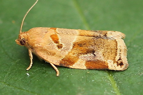 Variegated Golden Tortrix, photo 8 of 9