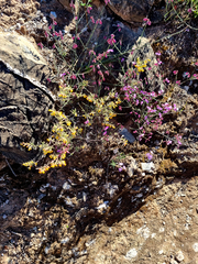 Hermannia holosericea