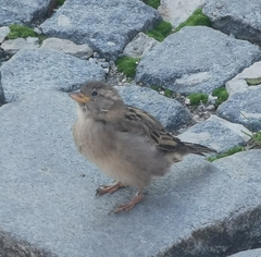 Passer domesticus