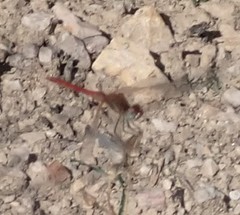 Sympetrum fonscolombii