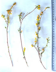 Hermannia holosericea