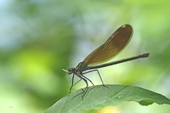 Calopteryx aequabilis