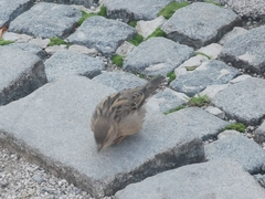 Passer domesticus