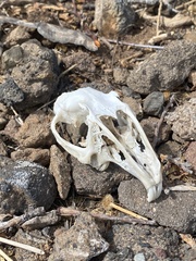 Lepus californicus insularis