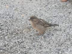 Passer domesticus