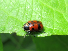 Cryptocephalus octopunctatus