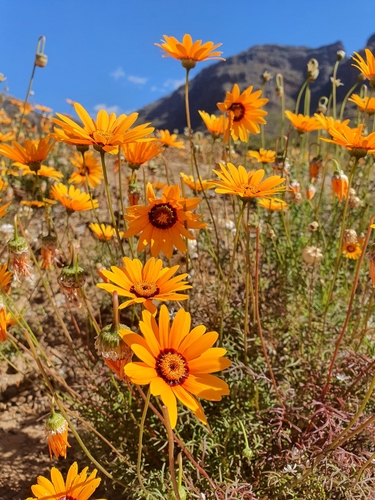 Namaqua Paraseed (Ursinia calenduliflora)