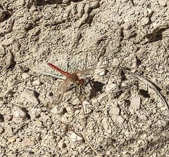 Sympetrum fonscolombii