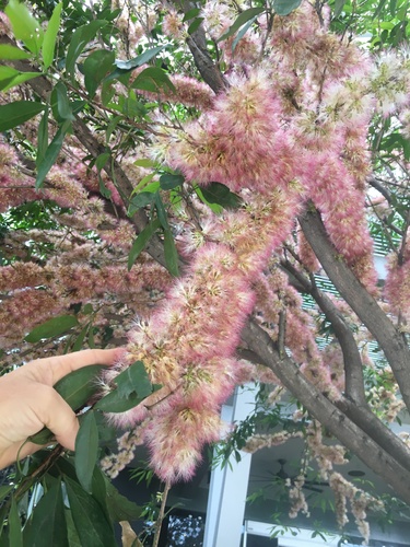 Zygia longifolia - Compound leaves with paired leaflets