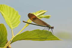 Calopteryx aequabilis