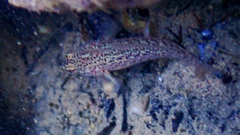 Gobius fallax