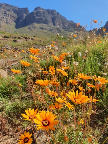 Ursinia calenduliflora, photograph 2