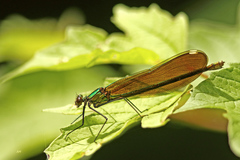 Calopteryx aequabilis