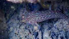 Gobius fallax