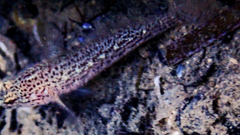 Gobius fallax