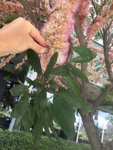 Zygia longifolia - Whole tree leaning over riverbank