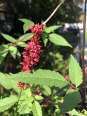 Persicaria orientalis
