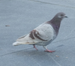 Columba livia domestica