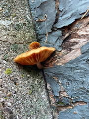 Fungi