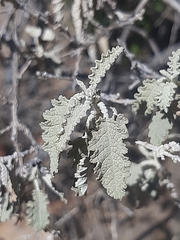 Buddleja glomerata