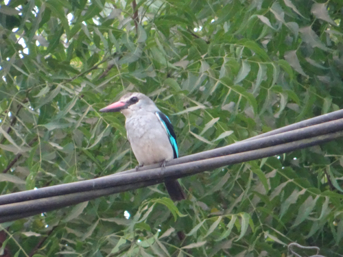 Woodland Kingfisher