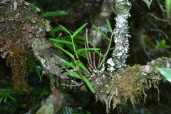 Dendrobium moniliforme