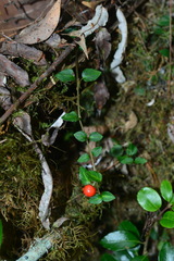 Mitchella undulata