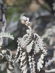 Buddleja glomerata