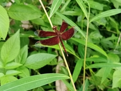 Neurothemis fluctuans