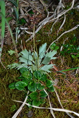 Pyrola morrisonensis
