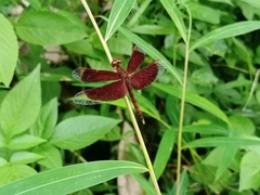 Neurothemis fluctuans