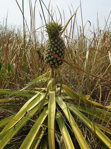 pineapple