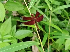 Neurothemis fluctuans