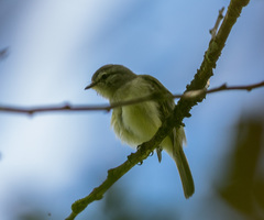 Phyllomyias fasciatus