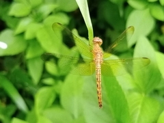 Neurothemis fluctuans