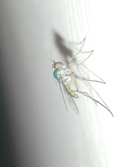 Dolichopodidae
