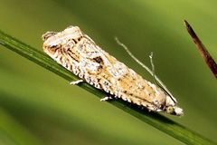 Bactra lancealana