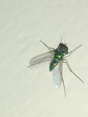 Dolichopodidae