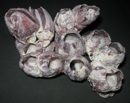 Zeetulp