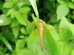 Neurothemis fluctuans