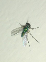Dolichopodidae