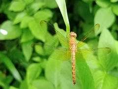 Neurothemis fluctuans