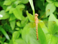 Neurothemis fluctuans