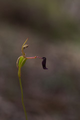 Drakaea livida