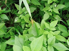 Neurothemis fluctuans