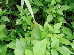 Neurothemis fluctuans