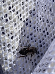Varroa